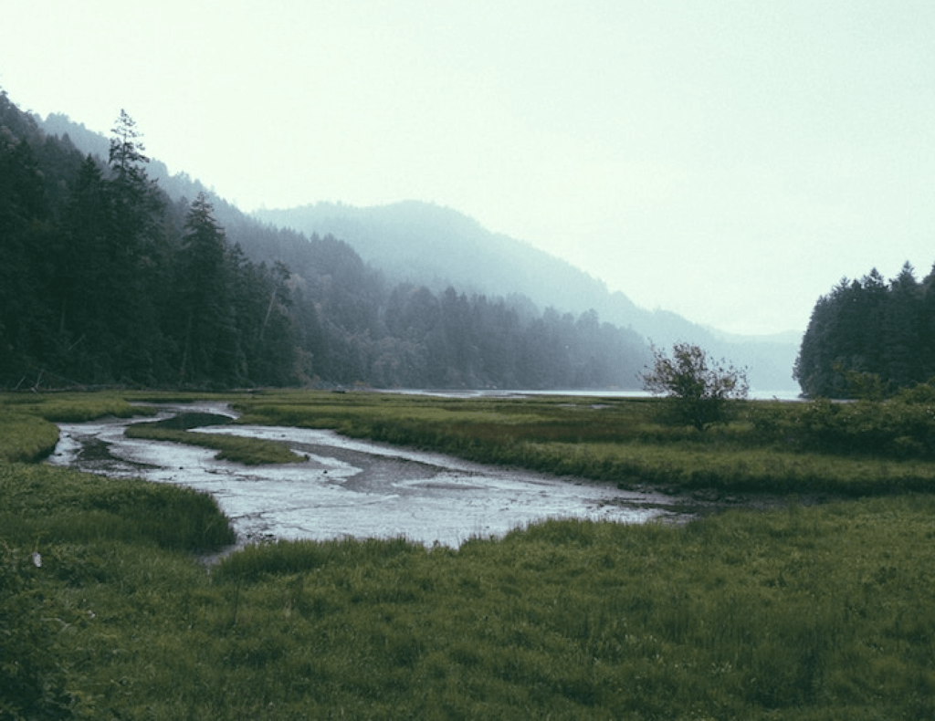 wetlands