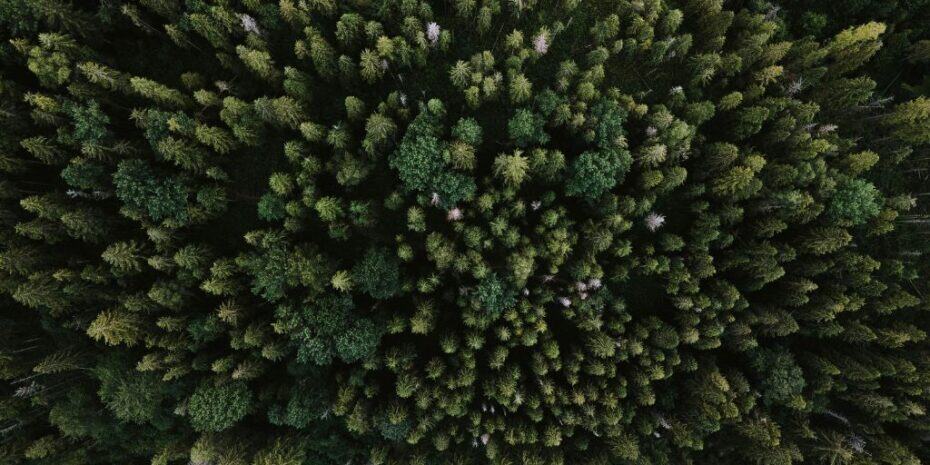 timberland tract